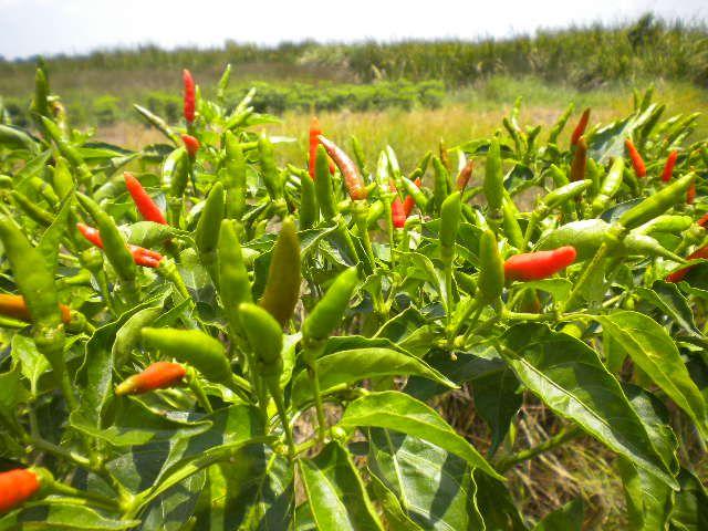 . Peran Pezano dalam Menunjang Produksi Cabai yang Lebih Merata